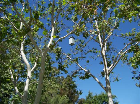 OC Birder Girl: Spring in Craig Regional Park
