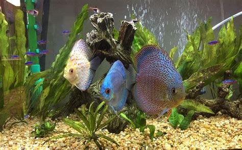 Discus Tank 的图像结果