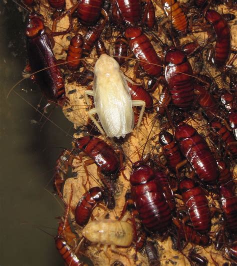 Bug Eric: "Albino" Bugs
