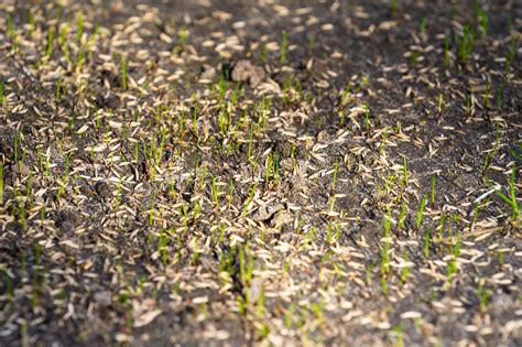 How long do grass seeds take to grow? Our guide to good grass ...
