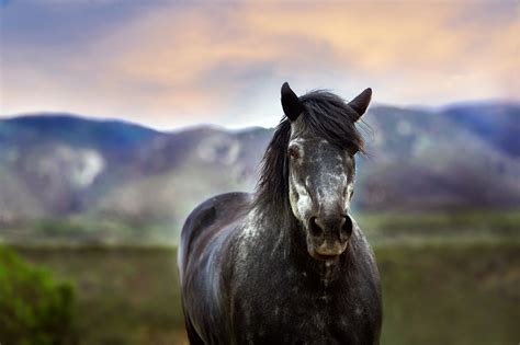 How Long Does a Horse Live? (Lifespan by Breed) - Equineigh
