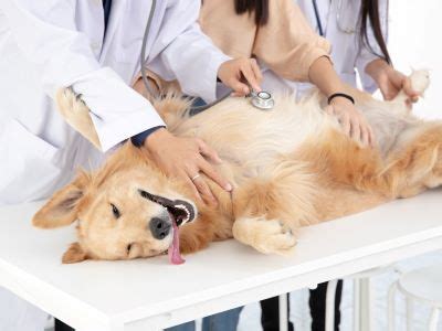 How to Clean Dog Smegma off Furniture: Saying Goodbye to Dog Smegma ...