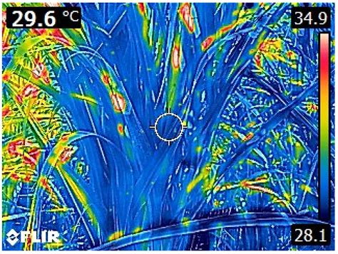 Integrated Approach in Genomic Selection to Accelerate Genetic Gain in ...