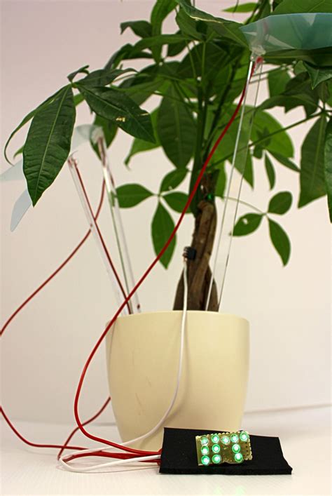 Can Plants Conduct Electricity? Surprising Facts Revealed