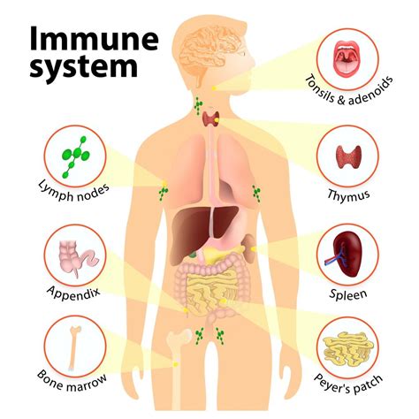 How Your Immune System Protects You From Infections - GrassrootsHealth