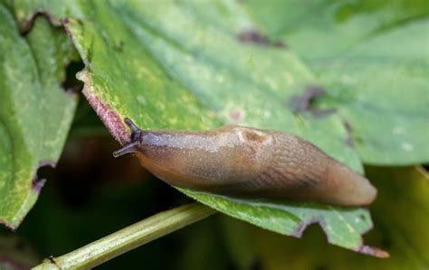 7+ Simple and Effective Ways to Get Rid of Slugs - Gardening With Sharon