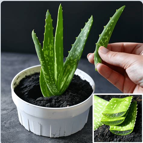 How to Propagate Aloe Vera: Multiplying and Planting Your Succulent