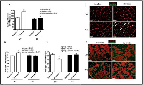Walking Training Increases microRNA-126 Expression and Muscle ...