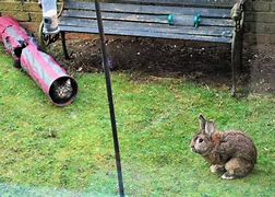 Image result for Cabbit Cat Rabbit
