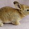 Image result for Orphaned Baby Rabbits