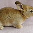 Image result for Cute Bunny Toys