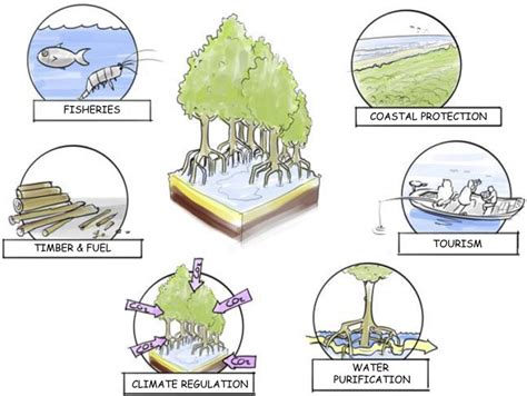 Harnessing Big Data to Support the Conservation and Rehabilitation of ...