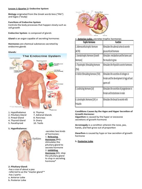 Image result for Endocrine System Grade 12 Lesson
