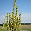 Image result for Mullein Leaves for Sale