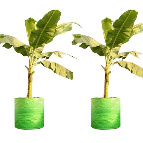 MyOwnGarden Grow Bag 24x24 Inch - Big Size Growbag for Fruits, Banana ...