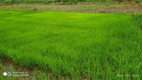 Grassroots Innovation Database [GRID] | Sprouting paddy seed