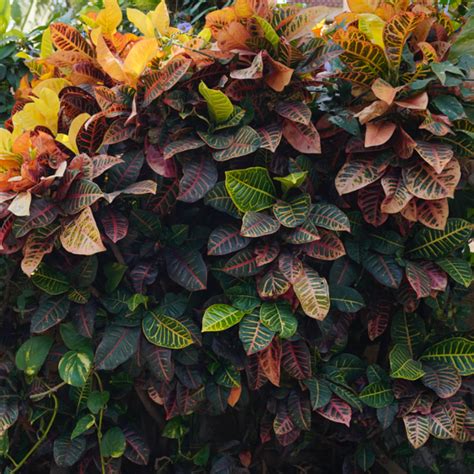 Petra Croton Variegated