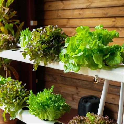 DIY Hydroponics: 10 Dos and Don'ts | The Family Handyman
