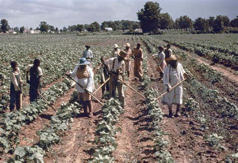The Black Sharecroppers of the American South Through Old Photographs ...