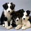 Image result for Cutest Puppy Pictures
