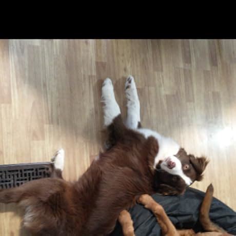 GOYERRNES Pyrometer, 30:1 Industrial Infrared Thermometer Gun, -58 ...