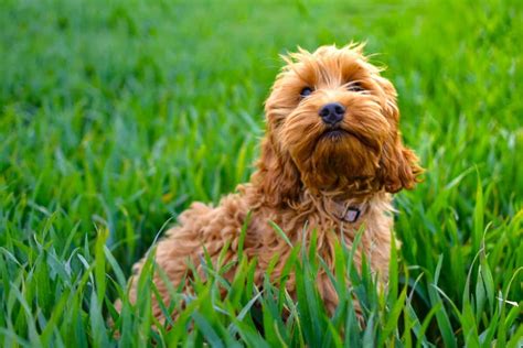 Image result for Mini Cockapoo