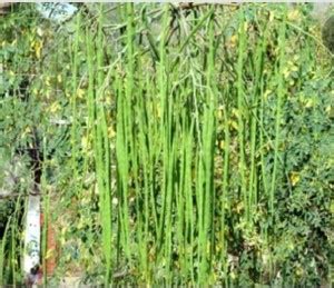 Pioneer Natural Saragavo, Sohanjana, Munagha, Sajana, Sahijano Seed ...