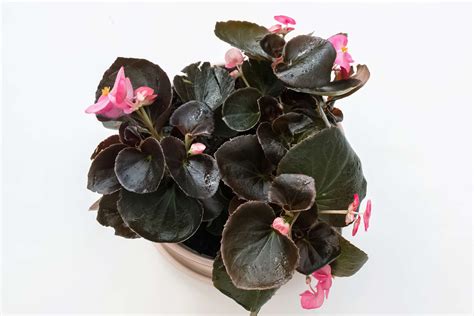 Wax Begonia: Plant Care & Growing Guide