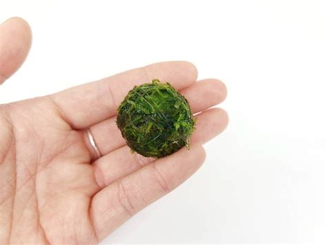 Image result for Java Moss Ball