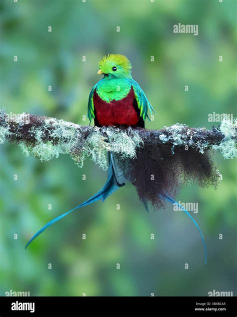 The resplendent quetzal (Pharomachrus mocinno) is a bird found in Central America and southern ...