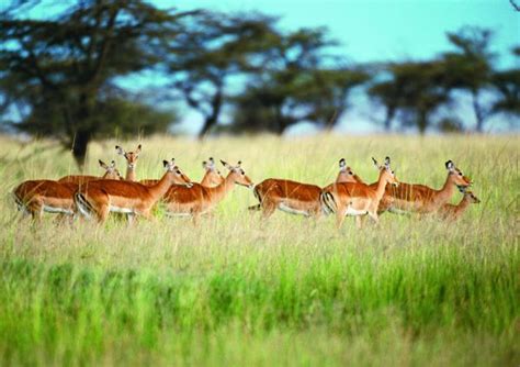 动物世界图片-动物图 草原动物 群居动物 鹿,动物,动物世界类