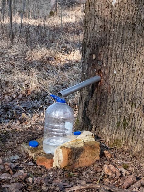 Image result for How to Get Sap Off Tree Trunk of Mastic Tree