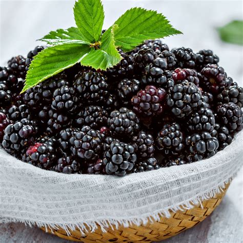 Blackberry Vs Mulberry | Bacon and Souffle