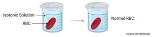 Image result for Isotonic Solution Examples