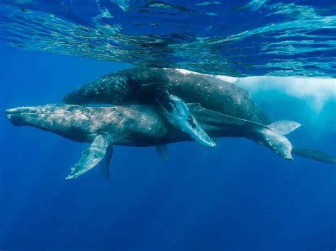 PWF Researcher Documents First-Ever Humpback Whale Copulation | Pacific ...