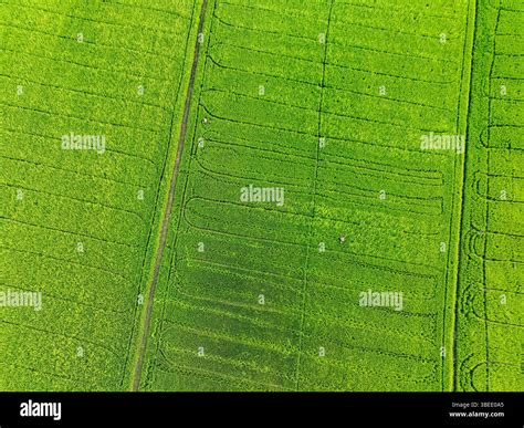 Aerial view of green rice fields with farming patterns. Climate change impact, sustainable ...