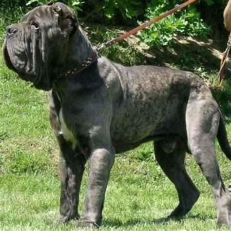 List Of Top 10 Largest Dog Breeds In The World