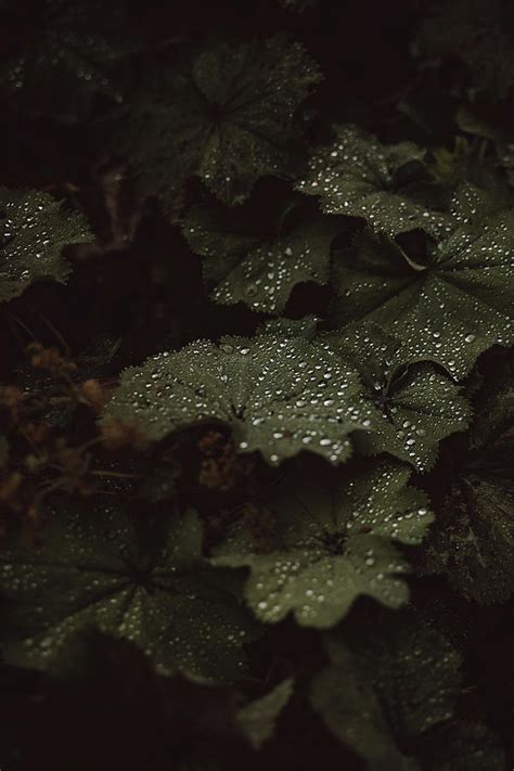 Crystal Raindrops Fall 的图像结果