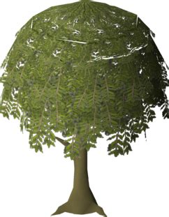 Willow tree (Farming) - OSRS Wiki