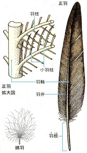 弓道の矢に使われている羽根の特徴と注意点【犬鷲ほか】 | ととログ