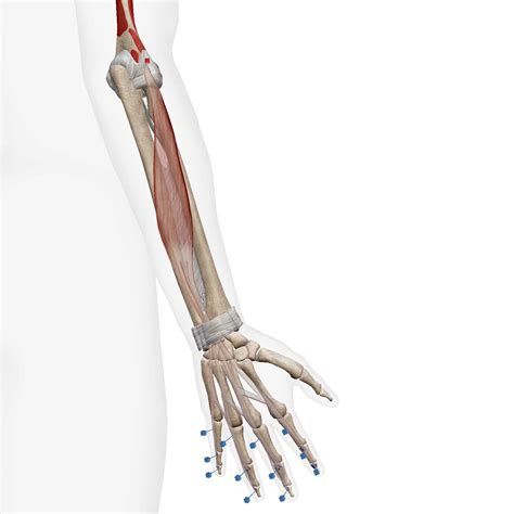 Extensor Digitorum Exercises 的图像结果