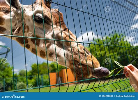 Giraffe at Zoo Feed it Grass through Bars. Wild Animals in Captivity ...