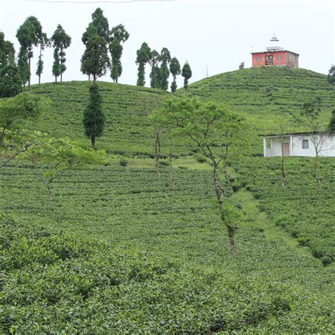 Top 5 Places All Tea Lovers Must Include in Their Travel Bucket ...