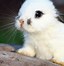Image result for Baby Animals Wallpaper Bunny