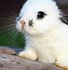Image result for Cute Little Bunny Plush