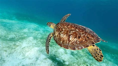 Image result for Turtle Programming Tutorial
