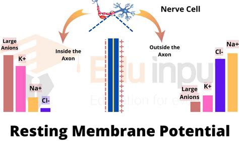 Image result for Muscle Resting Membrane Potential