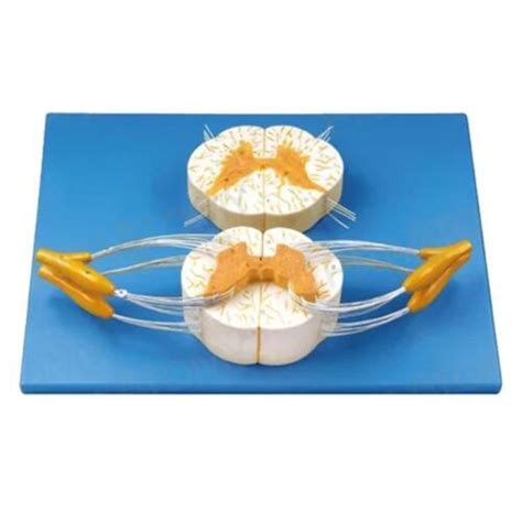 Pnt Spinal Cord and Nerve Branches Model - 5X Enlarged, India | Ubuy