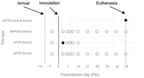 Zoonotic Vector-Borne Diseases of Companion Animals