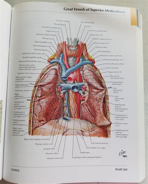 Atlas Anatomia Humana Netter - RETOEDU